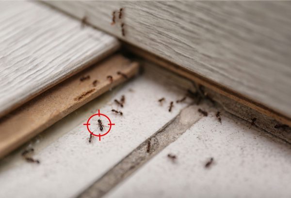 fourmis-plancher